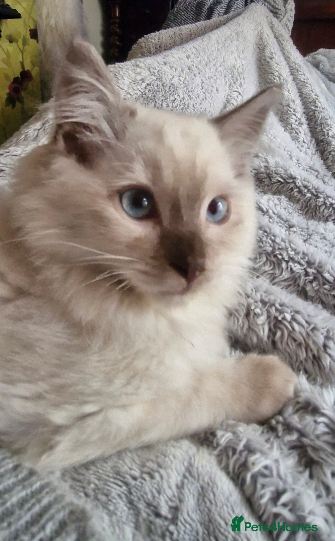 Ragdoll cats for sale: Stunning 3/4 Ragdoll kittens - Advert 11