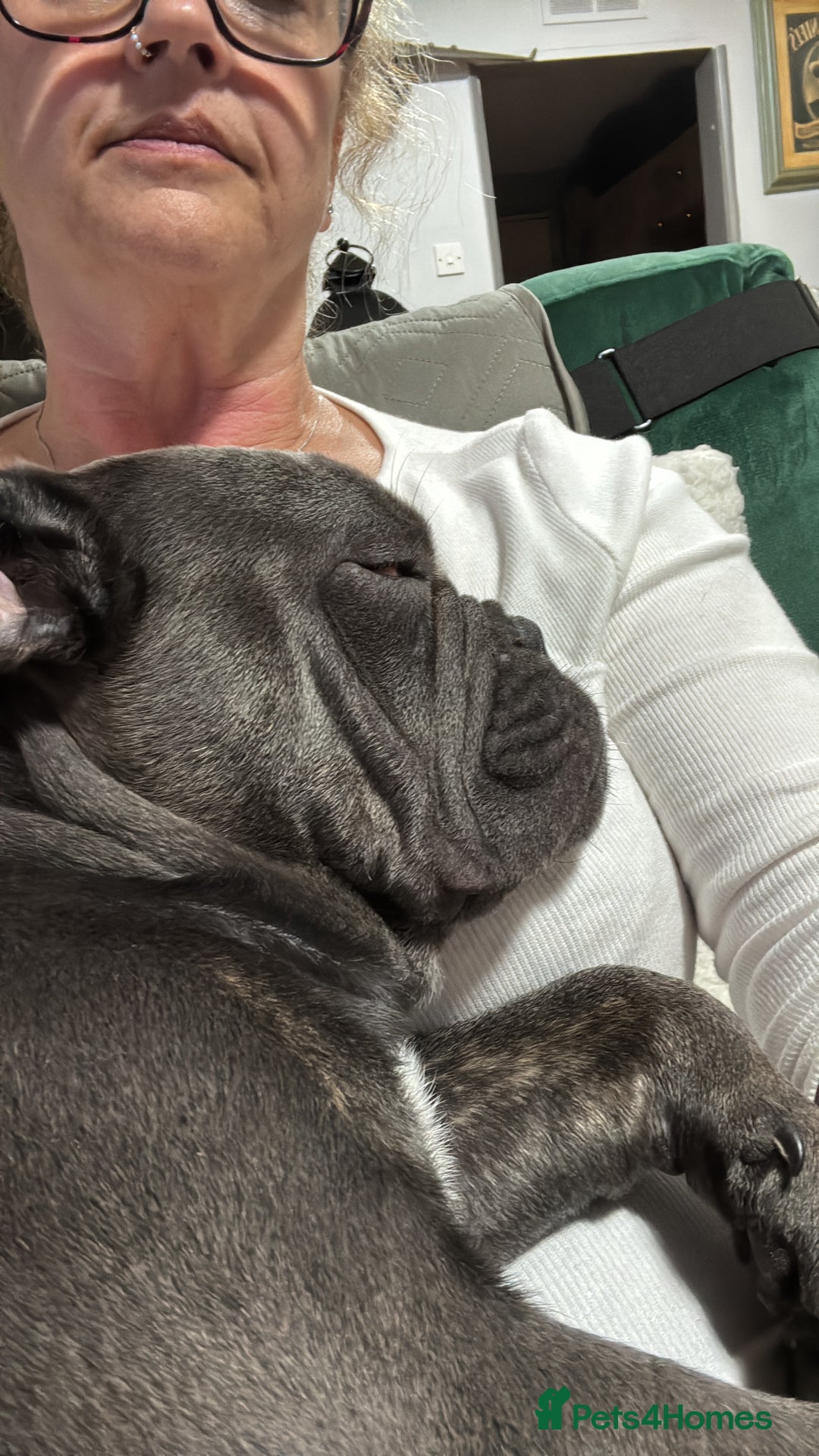 Mixed Breed dogs for sale: French/English bulldog - Image 2
