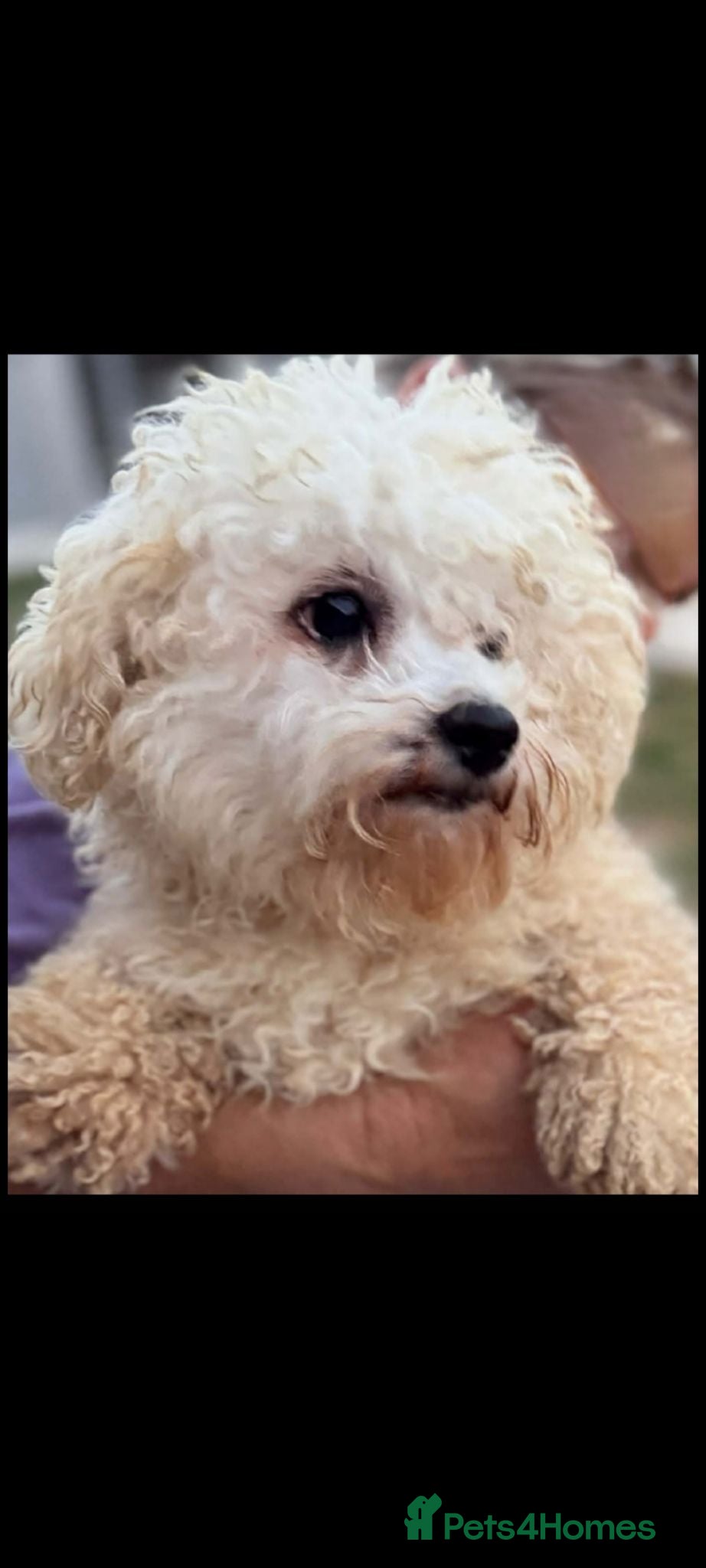Bichon Frise dogs Snowball 3kg male  - Advert 10