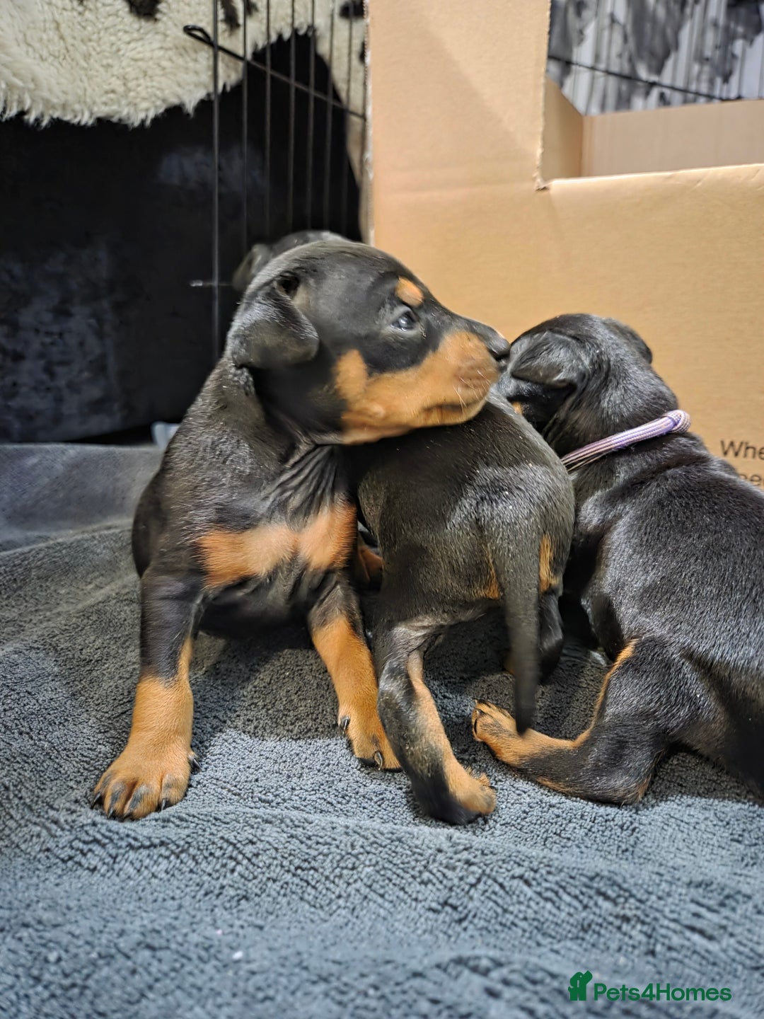 English Toy Terrier dogs for sale: Grayswish English toy terriers - Advert 7