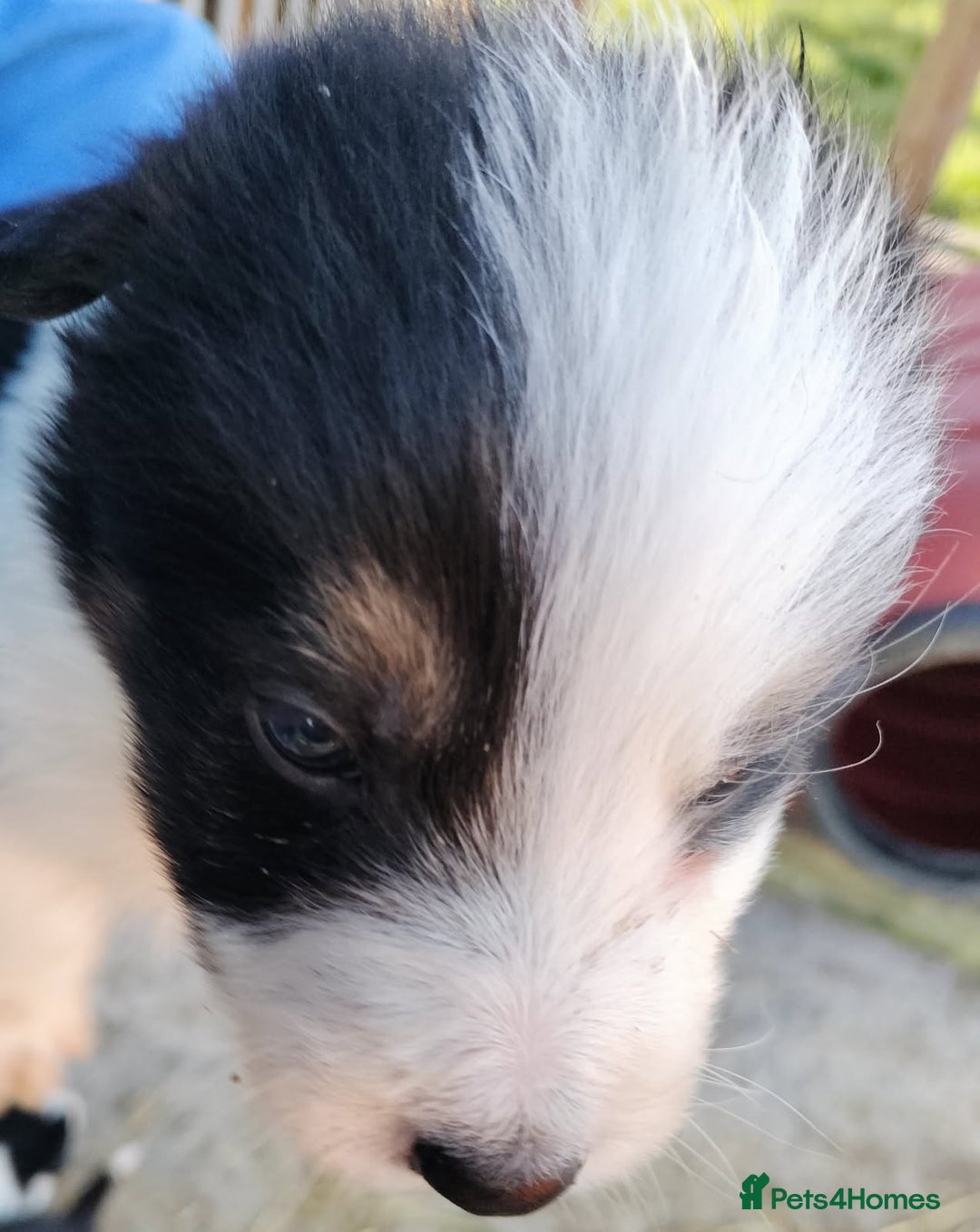 Border Collie dogs for sale: Border collie puppies - Advert 4