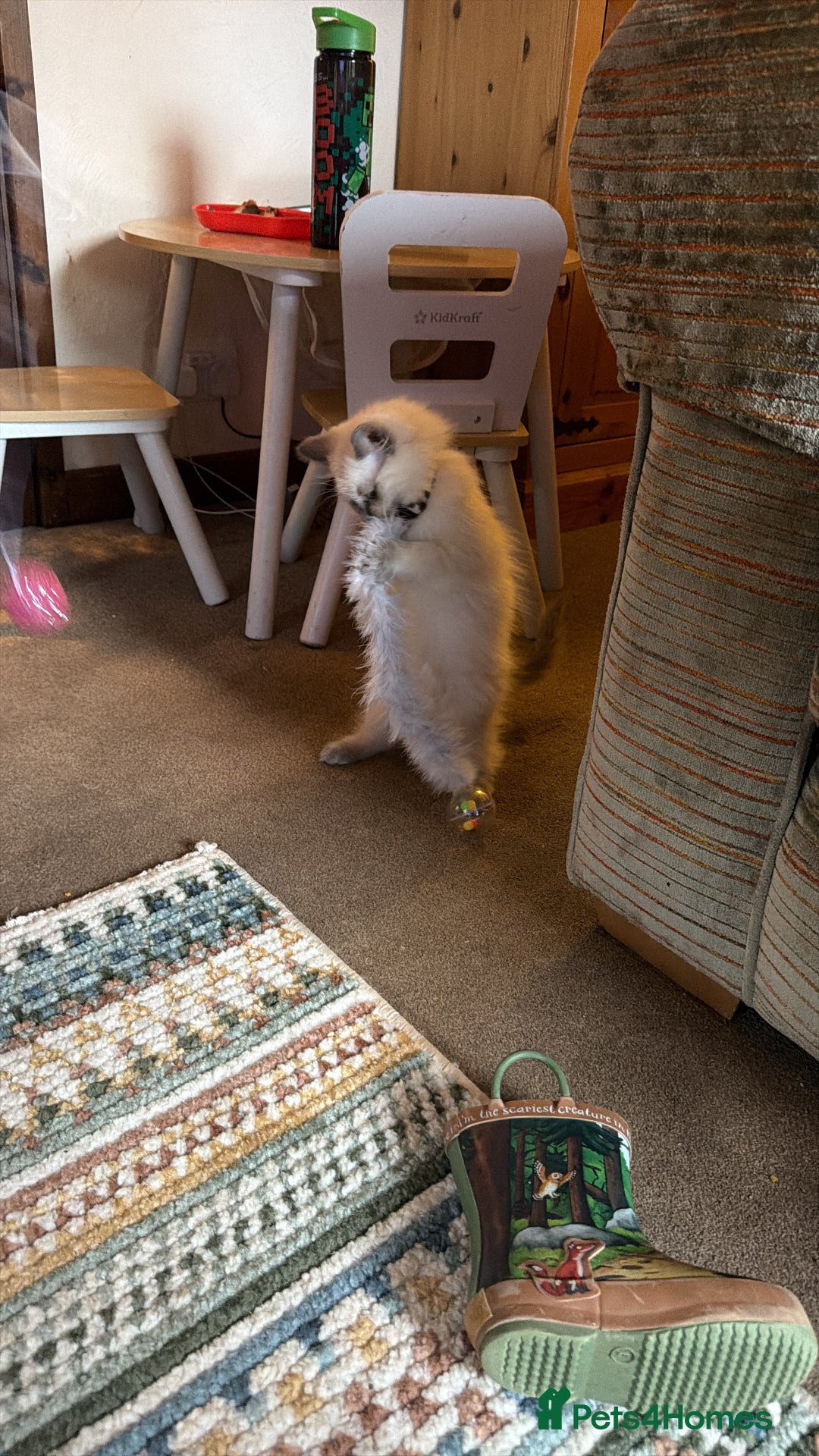 Ragdoll cats for sale: Beautiful ragdoll - Advert 4