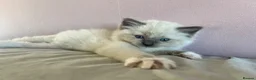 Ragdoll cats for sale: Registered Ragdoll Kittens for Sale - Advert 15