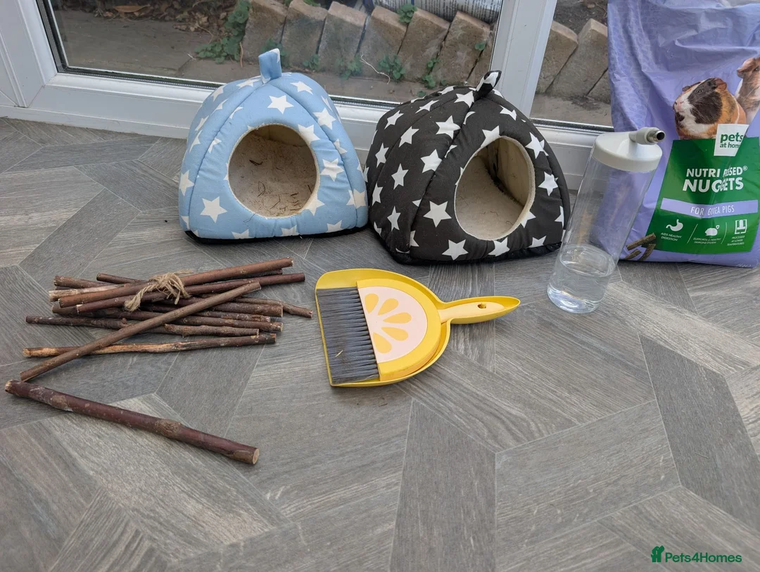 Guinea Pig rodents for sale: 2 female Guinea pigs  in Dartford - Advert 9