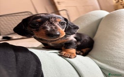 Miniature Dachshund dogs for sale: *REDUCED* 2 stunning female pups left - Image 18