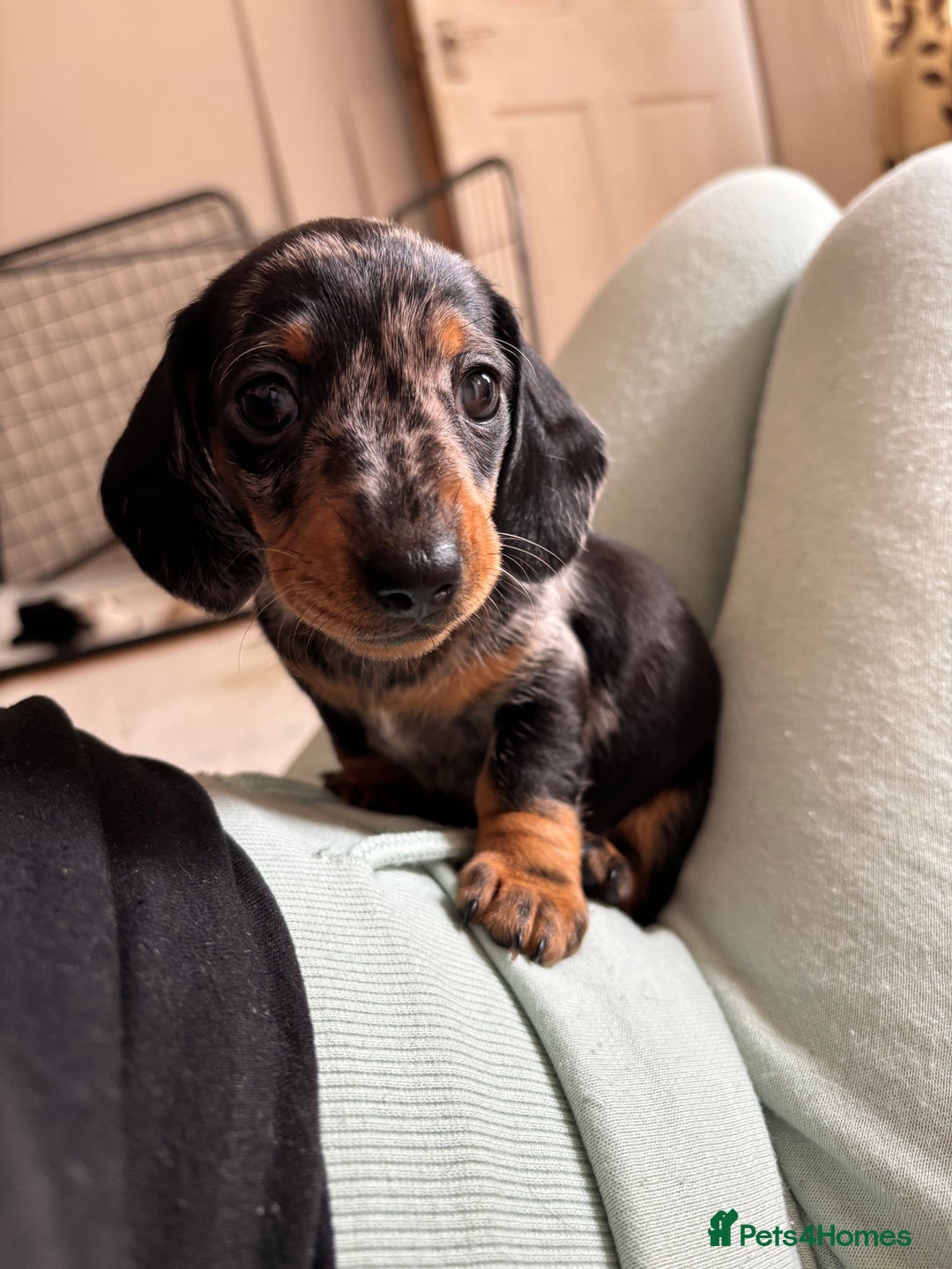 Miniature Dachshund dogs for sale: *REDUCED* 2 stunning female pups left - Image 18