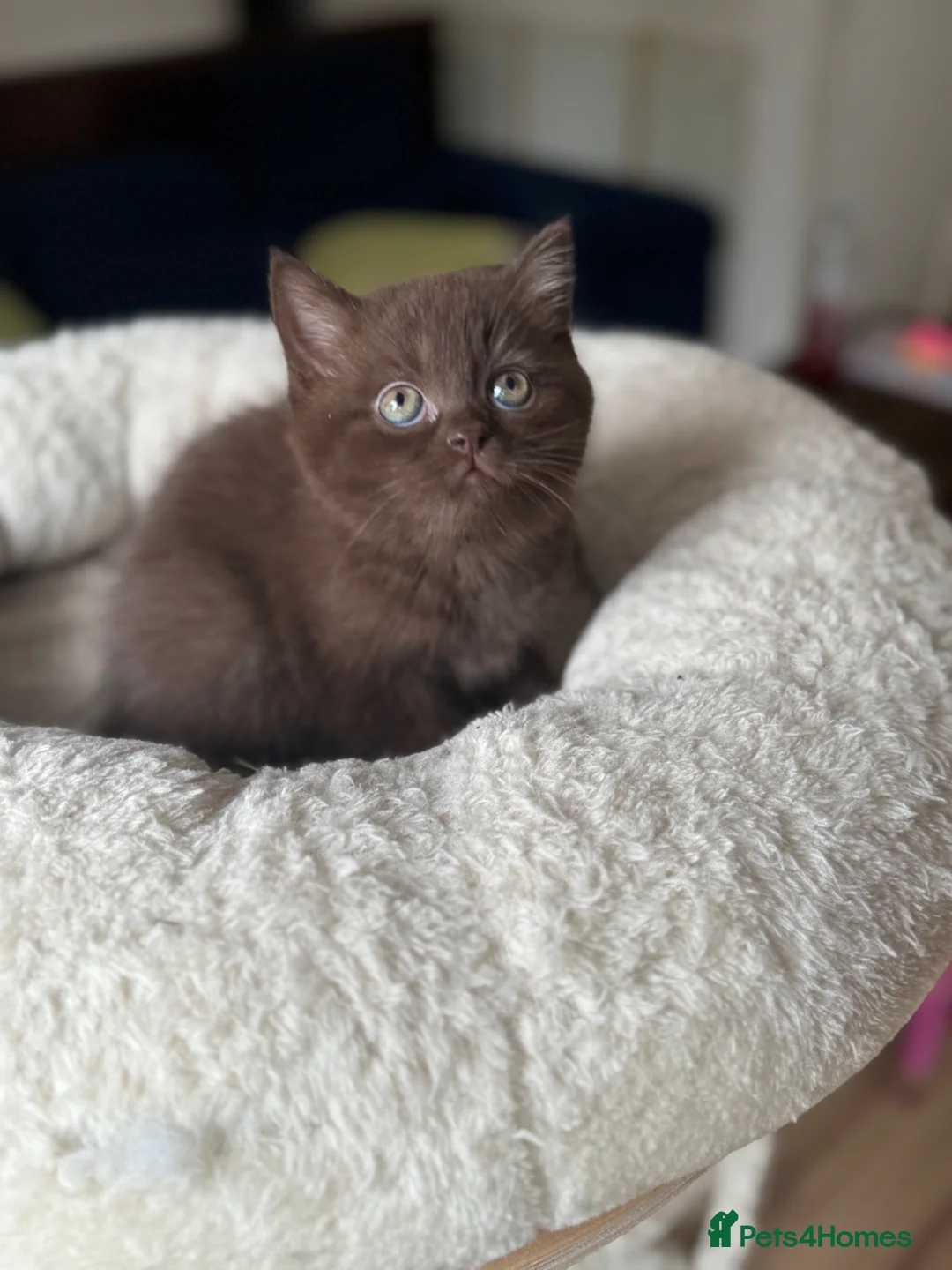 British Shorthair cats for sale: 🤎🍫Chocolate girl BSH TICA reg , last one ⭐️ in Chorley - Advert 2