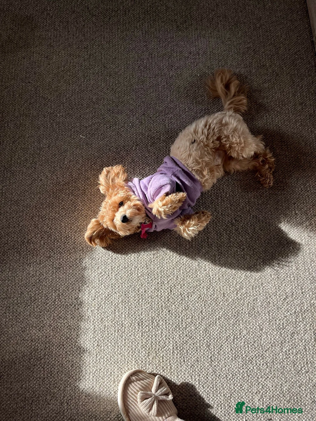 Maltipoo dogs for sale: Pure Maltipoo Puppies   - Advert 17