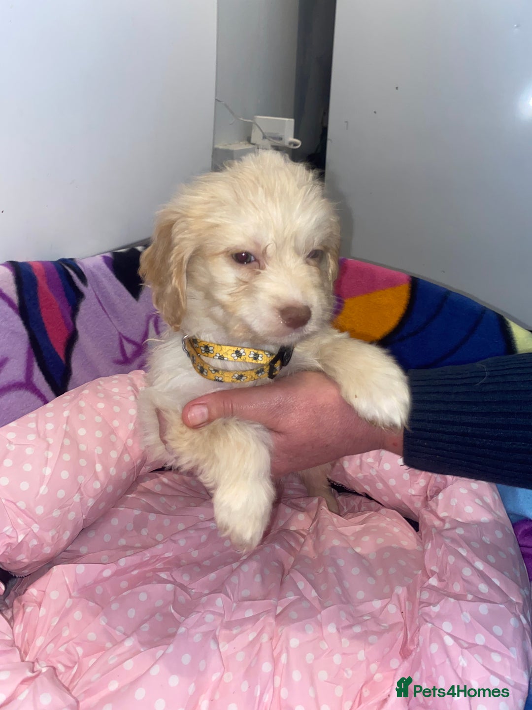 Cockapoo dogs for sale: Cockapoo puppies for sale - Image 12