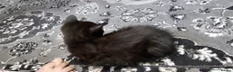 Mixed Breed cats for sale: A beautiful litter of 4 kittens - Advert 24