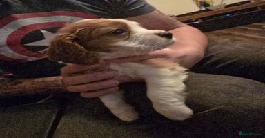 Cavalier King Charles Spaniel dogs Adorable Puppies only two left Looking for Homes! - Advert 6