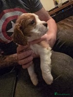 Cavalier King Charles Spaniel dogs Adorable Puppies only two left Looking for Homes! - Advert 6
