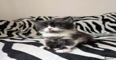 Mixed Breed cats - Advert 14