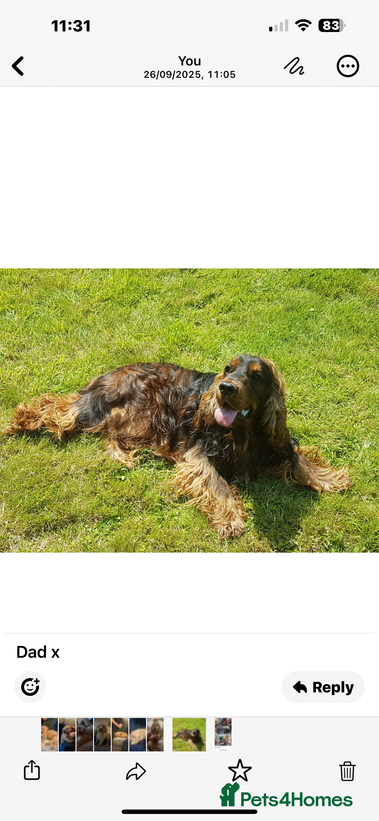 Cocker Spaniel dogs Scrumptious show Cockers - Advert 1