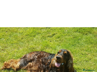 Cocker Spaniel dogs Scrumptious show Cockers - Advert 16