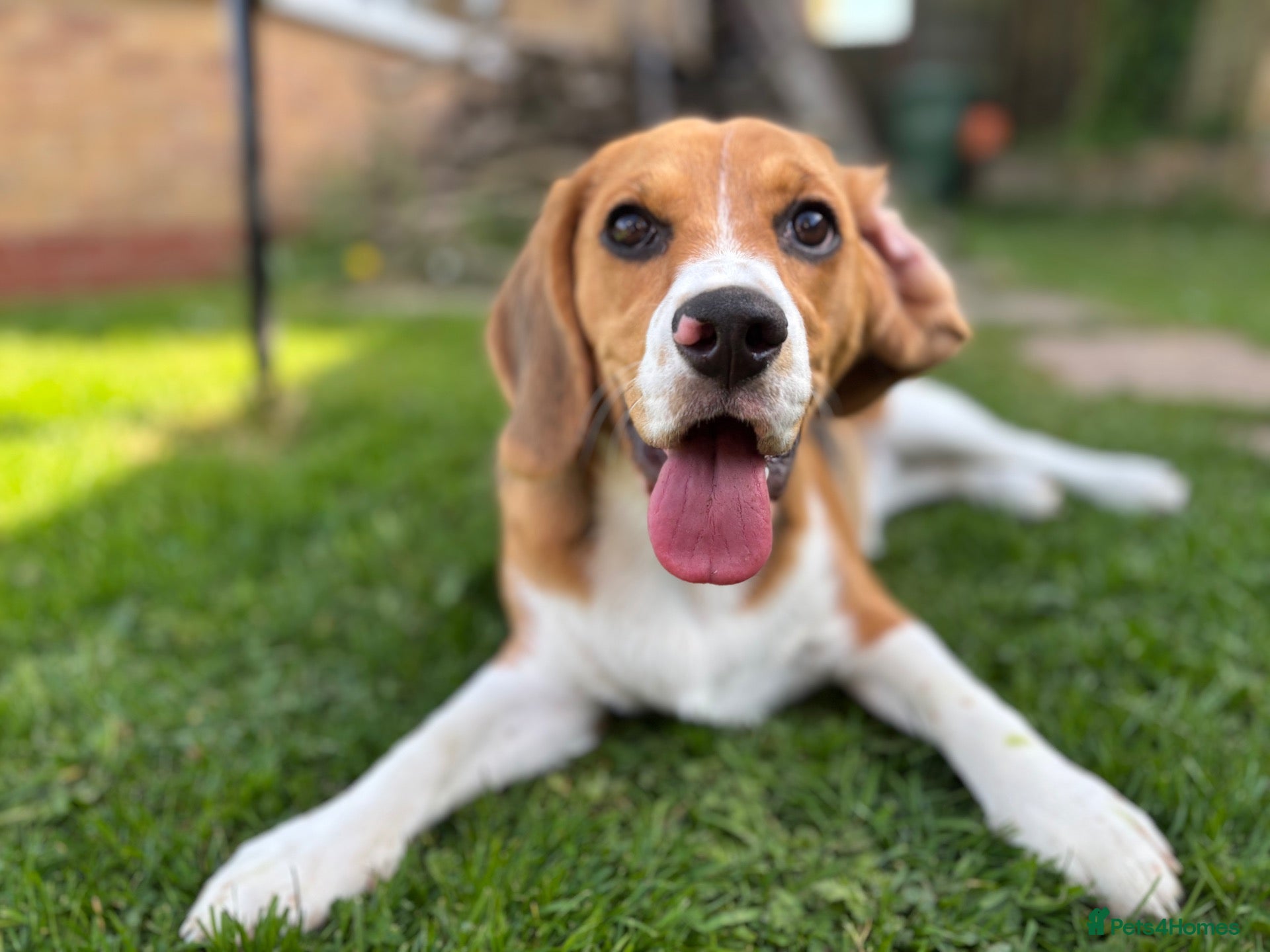 Beagle dogs Lovely Beagle for sale - Advert 1
