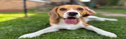 Beagle dogs for sale: Lovely Beagle for sale - Advert 1