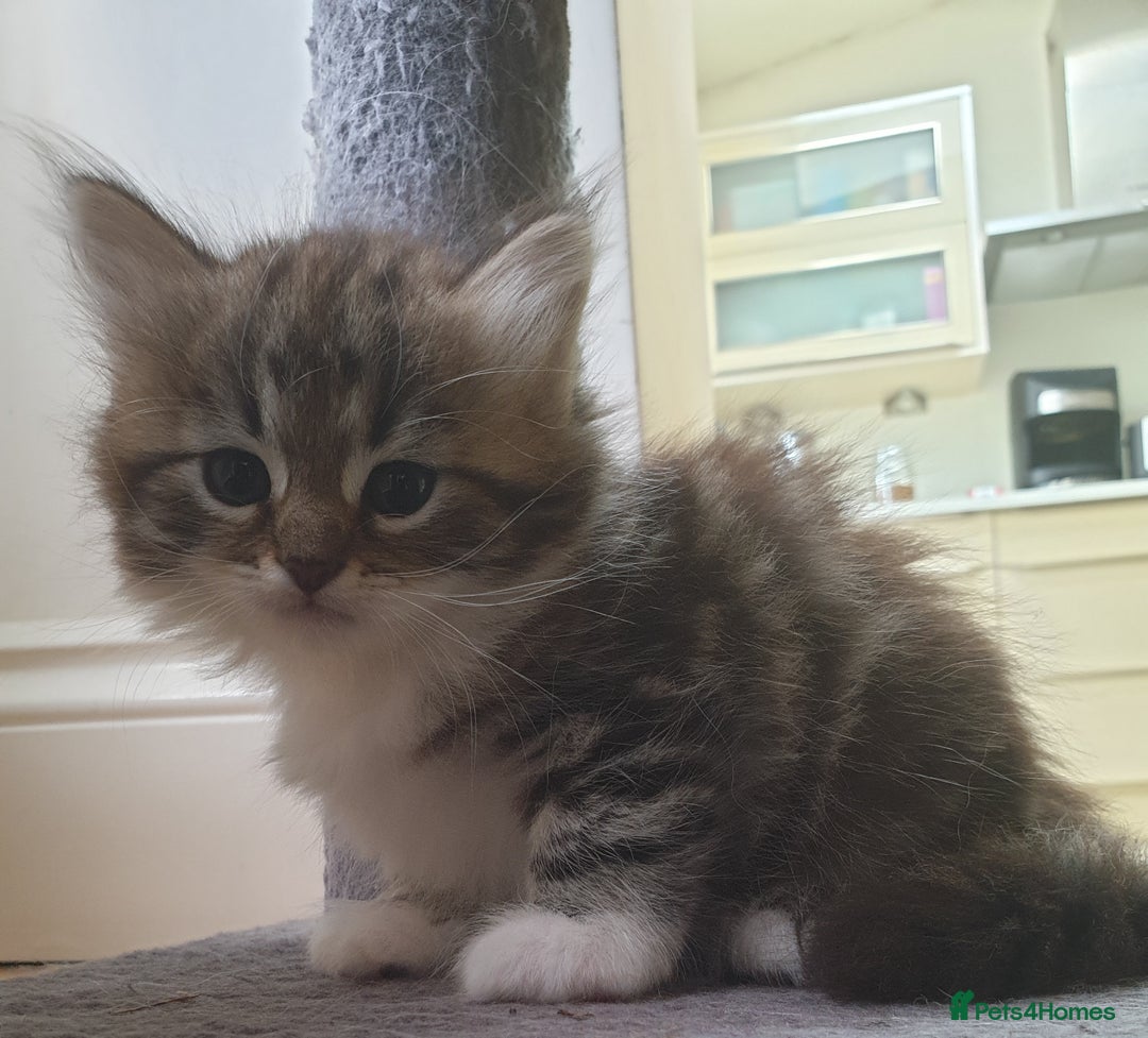Siberian cats for sale: Pure gorgeous Siberian Kittens, Hypoallergenic - Image 19