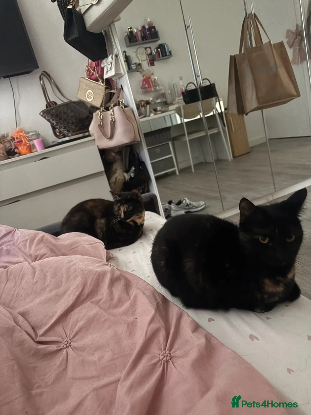 Domestic Shorthair cats for sale: Dollie and Minnie  - Advert 1