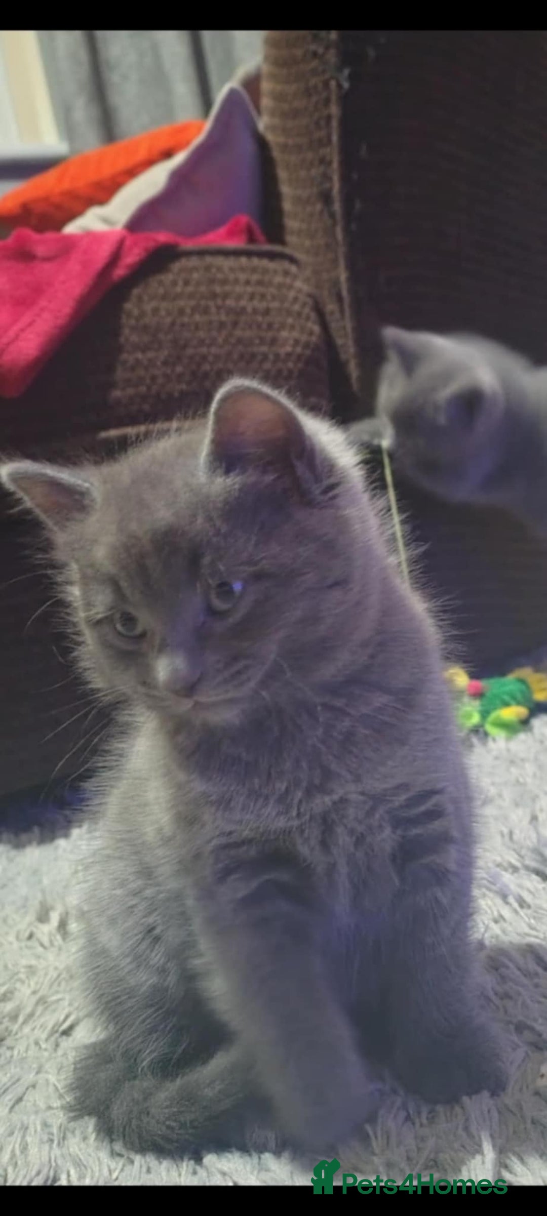 Domestic Shorthair cats for sale: 4 beautiful kittens for sale  - Advert 20