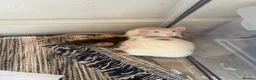 Rat rodents for sale: Two beautiful Rats for sale  in Porth - Advert 4