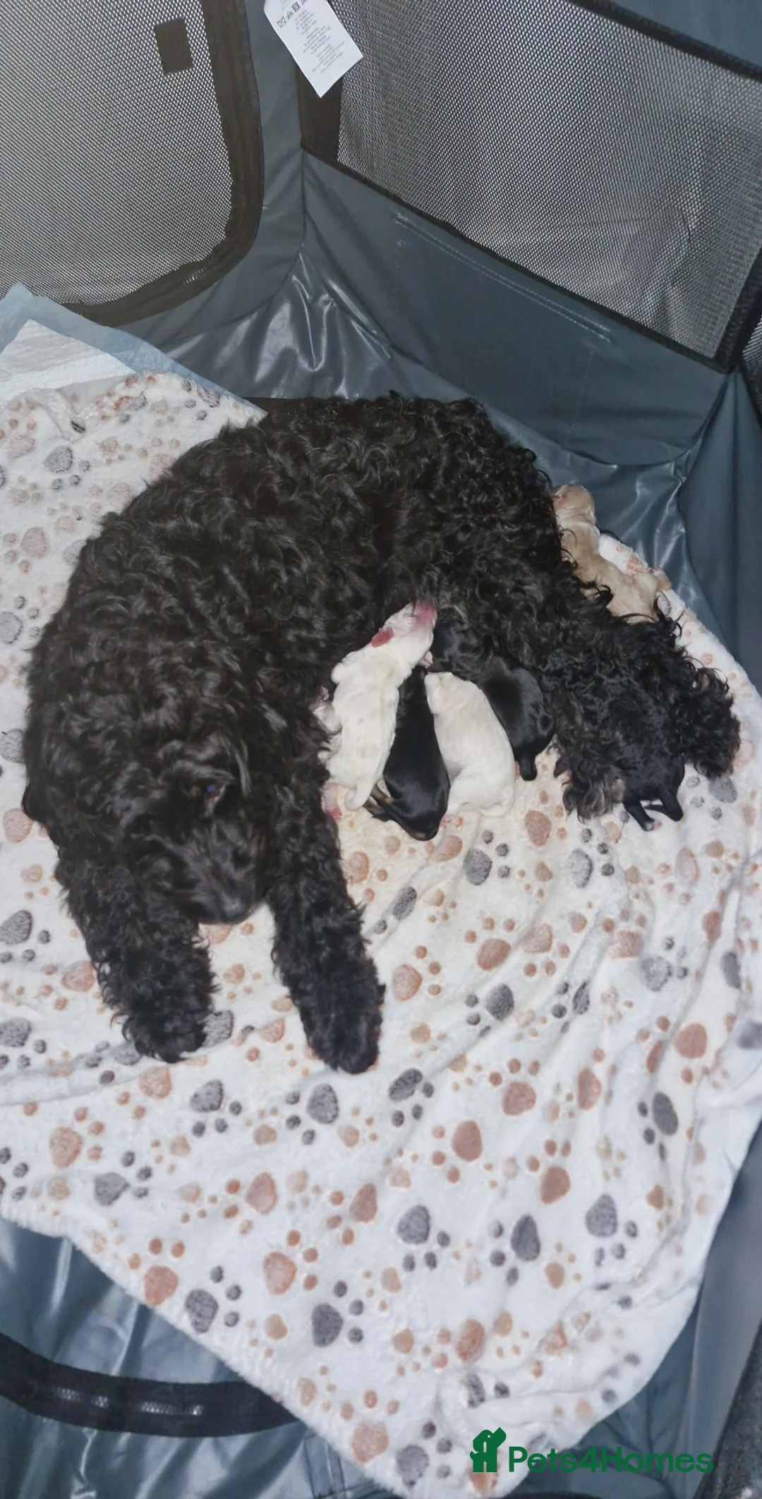 Mixed Breed dogs for sale: Stunning cavapoo x cockapoo litter just born! - Advert 8