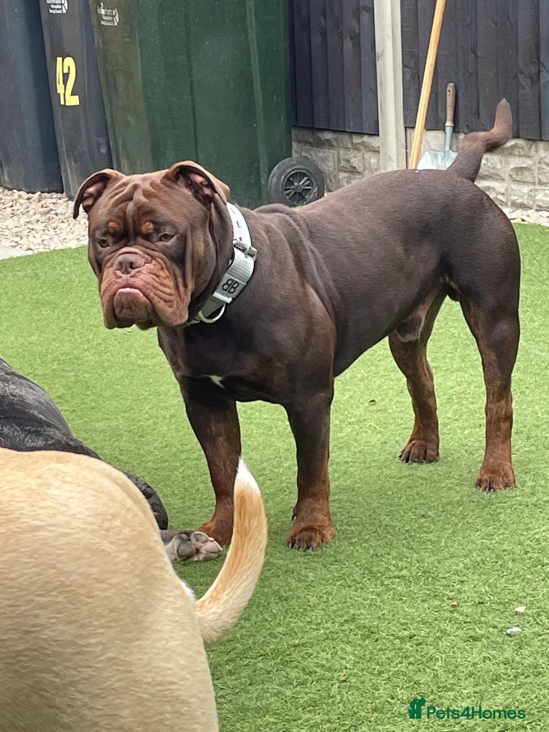 Olde English Bulldogge dogs for stud: 💥olde English bulldogge stud💥 in Rotherham - Advert 9