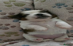 Shih Tzu dogs for sale: Puppies for reservation / sale  - Image 11