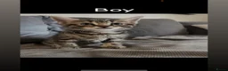 Mixed Breed cats for sale: 5 beautiful kittens - Advert 12