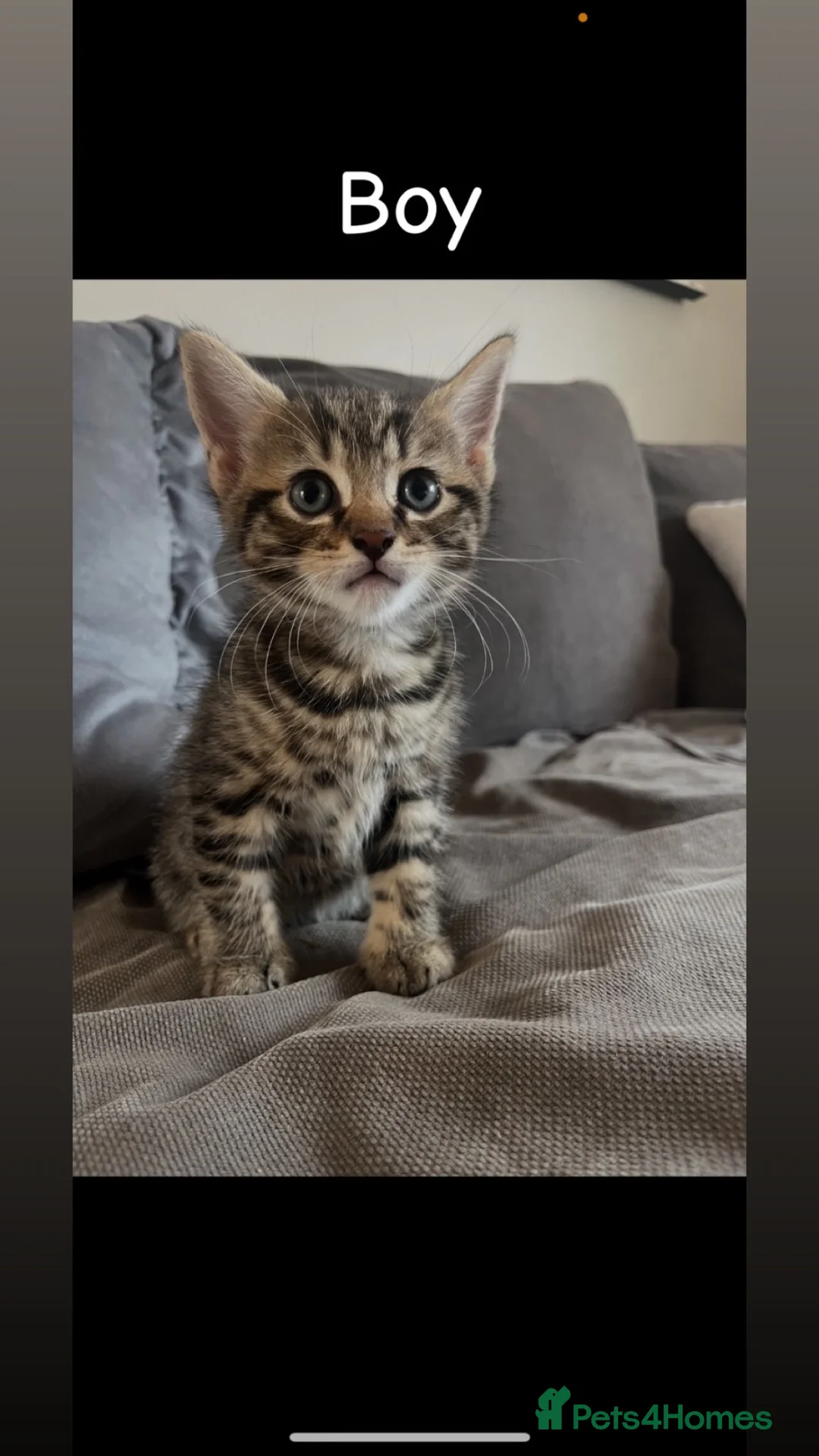 Mixed Breed cats for sale: 5 beautiful kittens - Advert 12