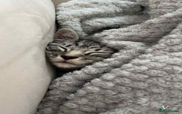 Bengal cats for sale: Two beautiful BSH/Bengal mix cats for sale  - Image 6