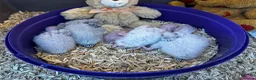 Conures birds for sale: Currently, Hand Rearing 5 mixed conure babies in Canterbury - Advert 2