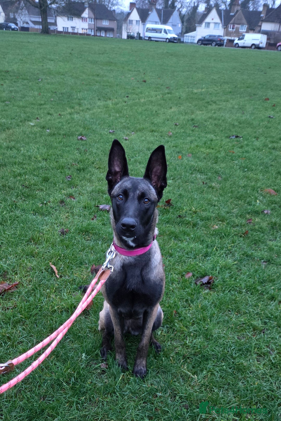 Belgian Shepherd Dog dogs for sale: Belgian Malinois puppy looking for working home - Advert 1
