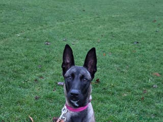 Belgian Shepherd Dog dogs Belgian Malinois puppy looking for working home - Advert 4