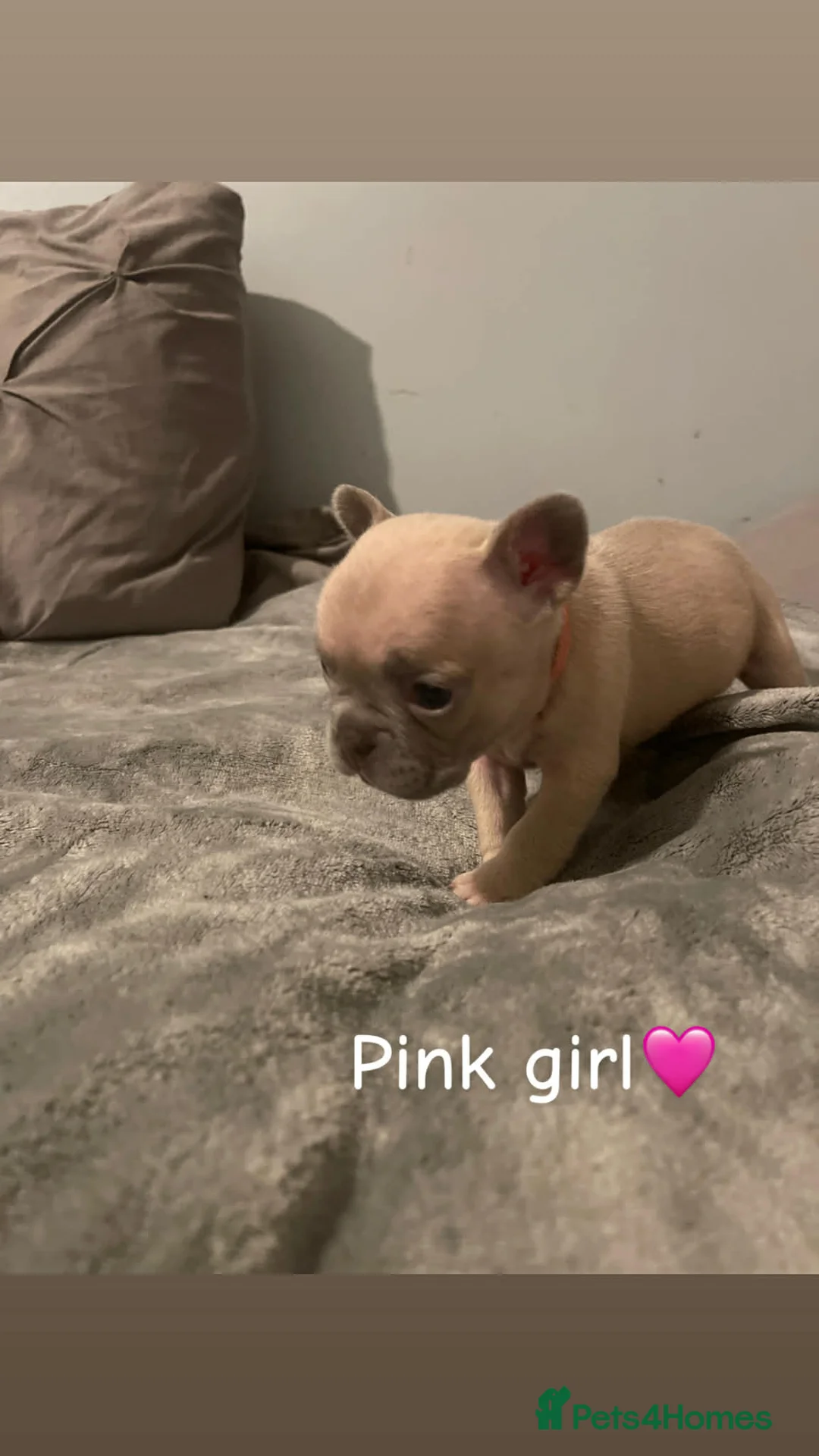 French Bulldog dogs for sale: French bulldogs puppies  - Advert 4