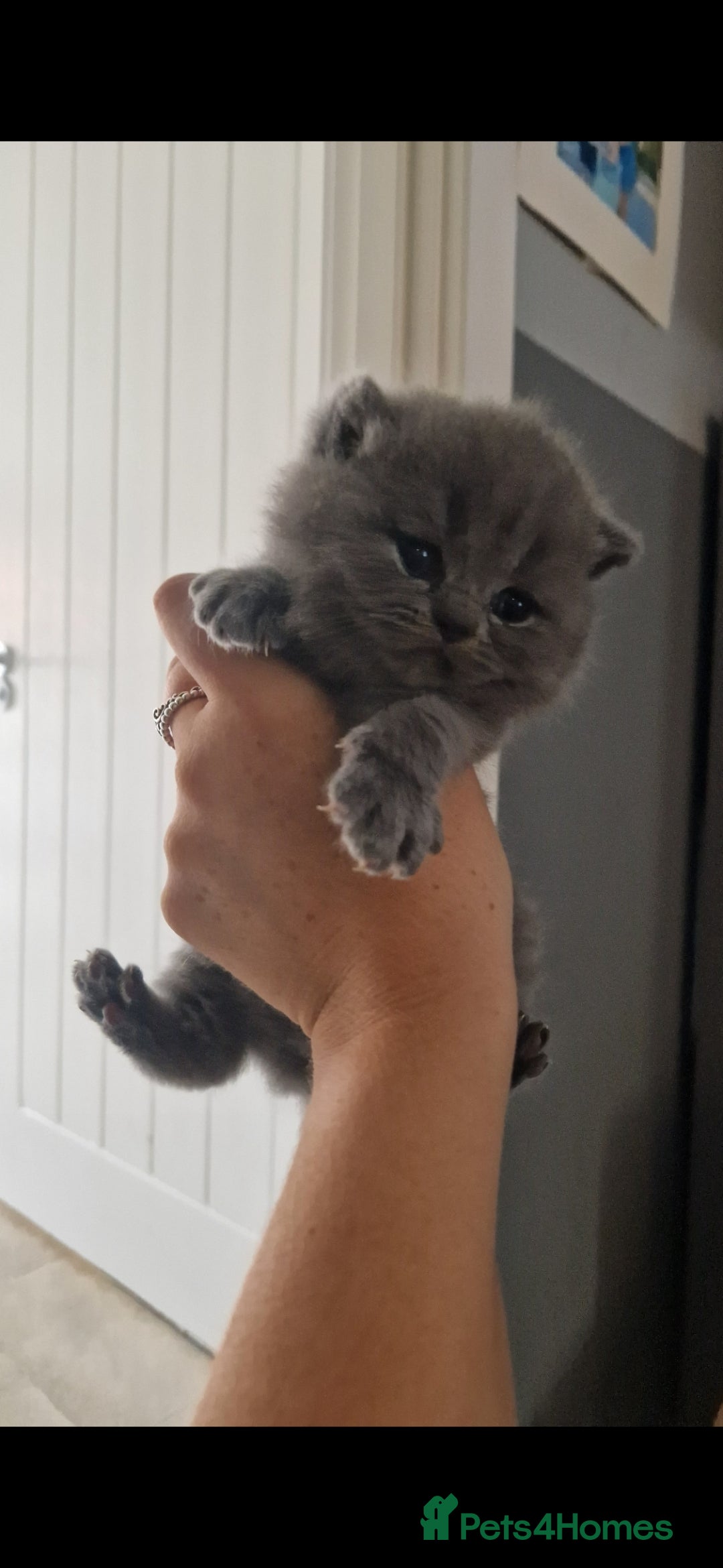 British Shorthair cats for sale: ✨ GCCF Registered British Shorthair Kittens ✨ - Image 22