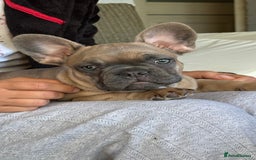 French Bulldog dogs for sale: French Bulldog 10 weeks puppies - Image 3