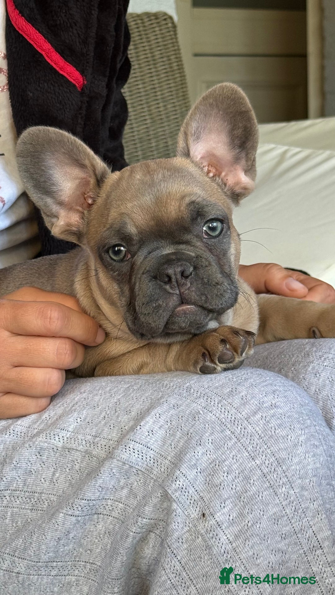 French Bulldog dogs for sale: French Bulldog 10 weeks puppies - Image 3