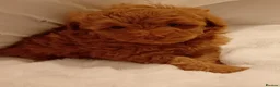 Maltipoo dogs for sale: Beautiful maltipoo boy - Advert 5
