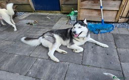 Siberian Husky dogs for sale: Siberian husky pups  - Image 21