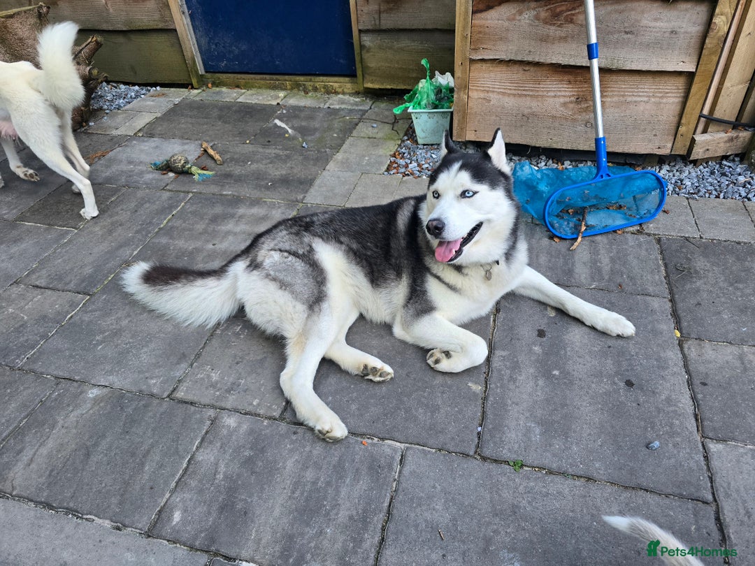 Siberian Husky dogs for sale: Siberian husky pups  - Image 21