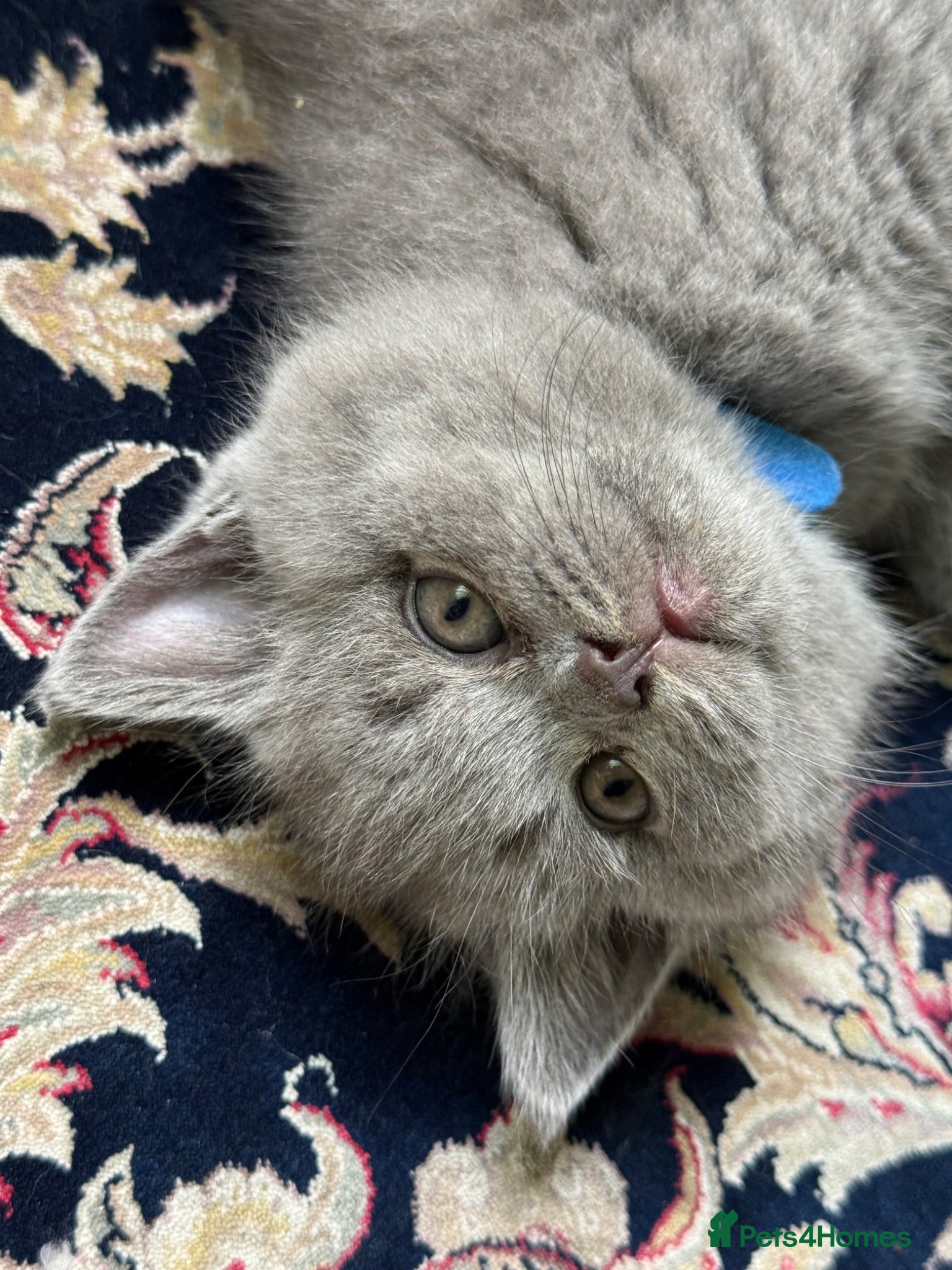 British Shorthair cats Exceptional BSH kittens  - Advert 2