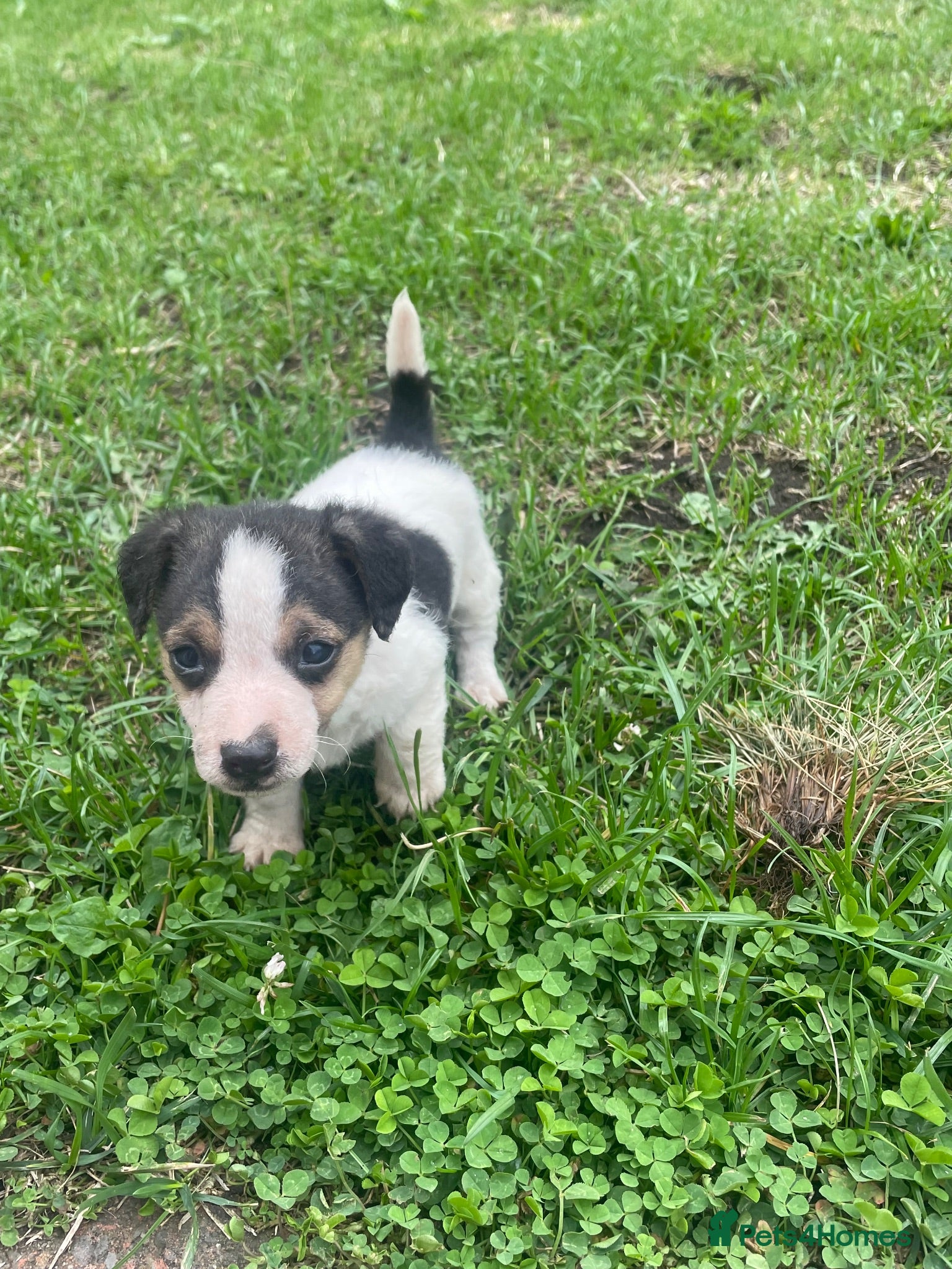 Jack Russell dogs Miniature Jack Russell puppies - Advert 1