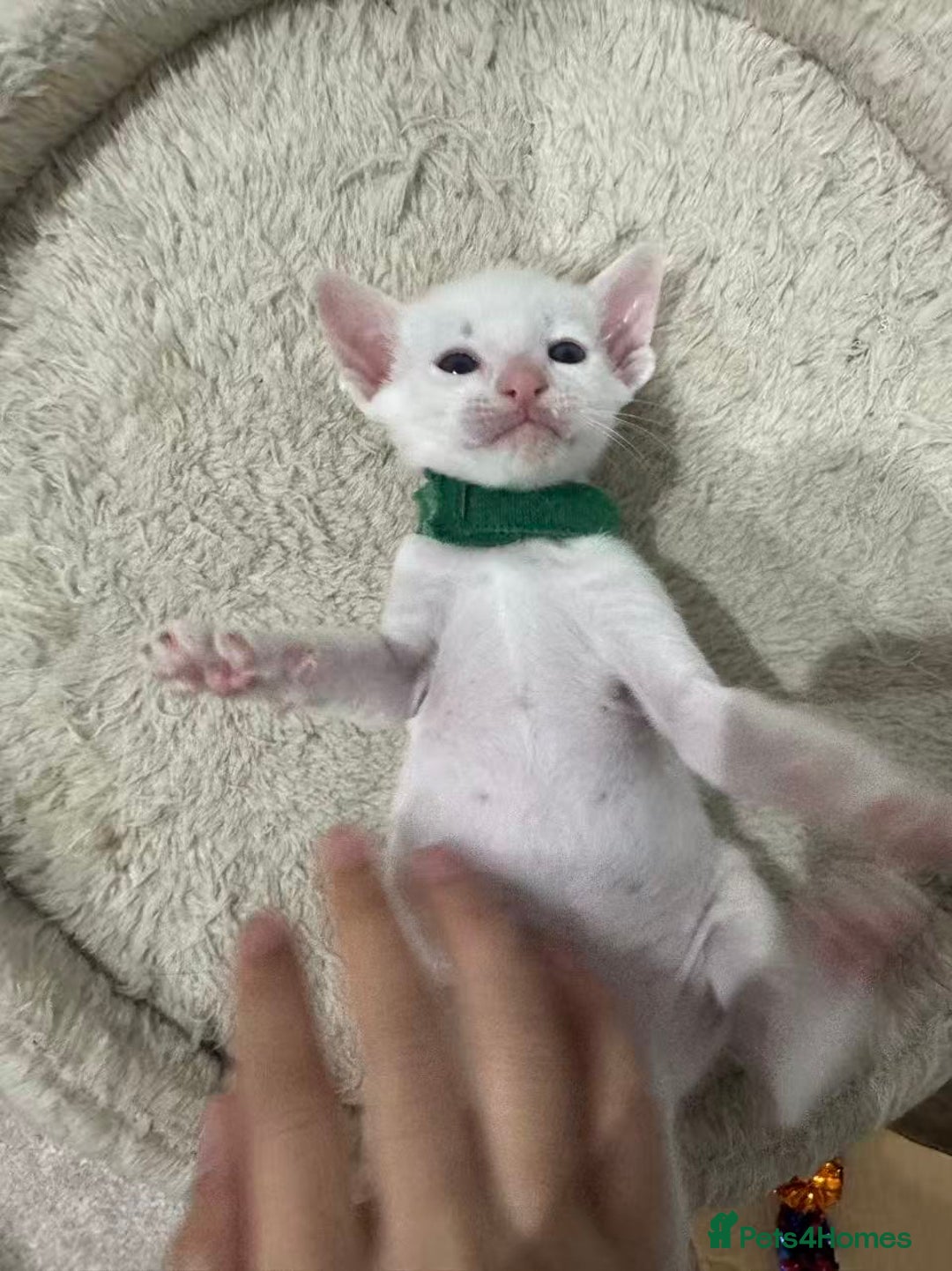 Siamese cats for sale: Beautiful Siamese Kittens – Ready February - Advert 13