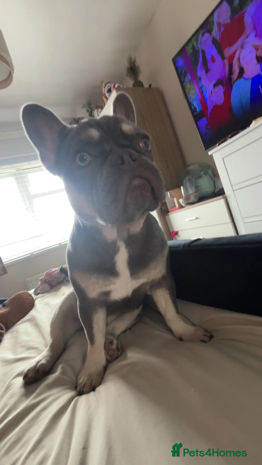 French Bulldog dogs for sale: Female French bulldog  in Nottingham - Advert 2