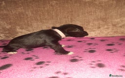 Mixed Breed dogs for sale: Snorkie pups - Image 15