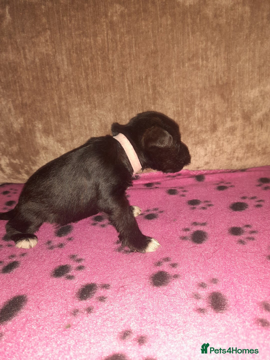 Mixed Breed dogs for sale: Snorkie pups - Image 15