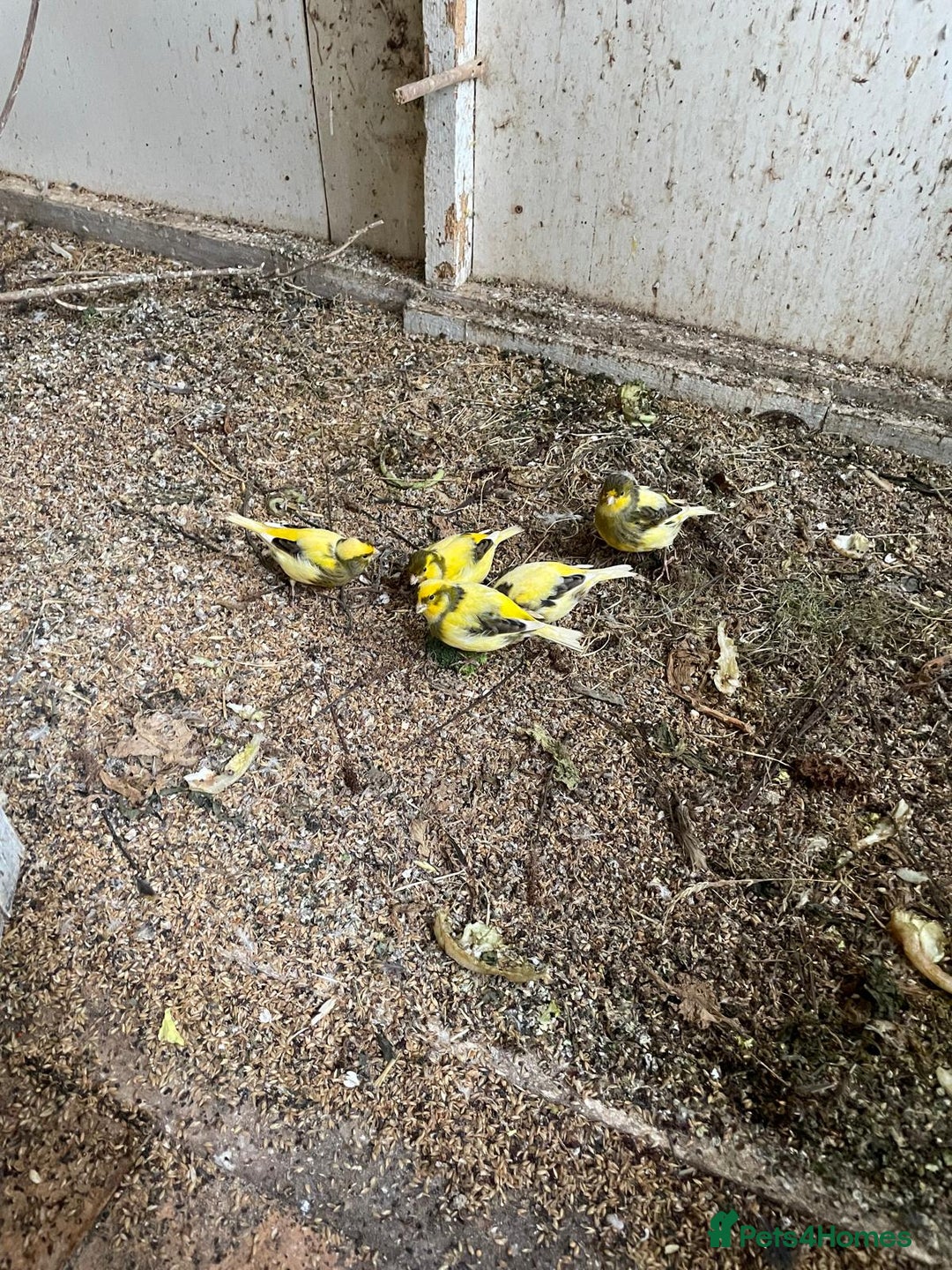 Canaries birds for sale: Canaries for sale - Advert 7