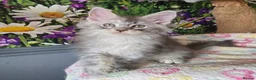 Maine Coon cats for sale: Stunning TICA Maine Coon kittens - Advert 20