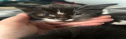 British Shorthair cats for sale: Kittens - Advert 3